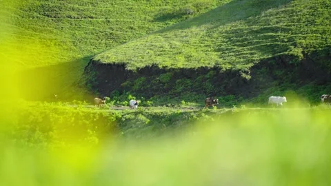 Cattle roam the mountainside Stock Footage 314634012