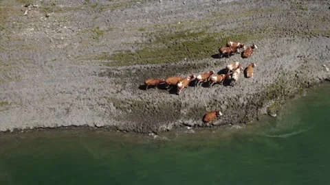 Cattle Roaming Alongside Water in the Scenic Austrian Alps on a Summer Day Stock Footage 342607379