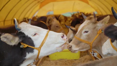 A cattle roars at the animal market. Eid al-Adha day. Stock Footage 200858682