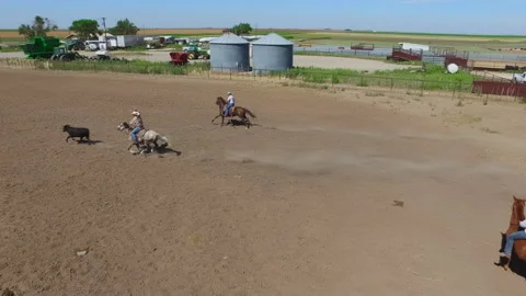 Cattle Roping Video stock 143594081