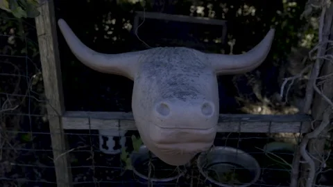 Cattle Roping Head Practice in Yard Stock Footage 234390163