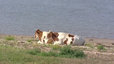 Cattle ruminate on riverbank Stock Footage 150048012