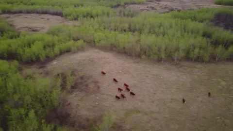 Cattle run through a field Stock Footage 77719081