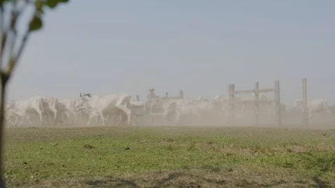 Cattle Running 2 Stock Footage 88184548