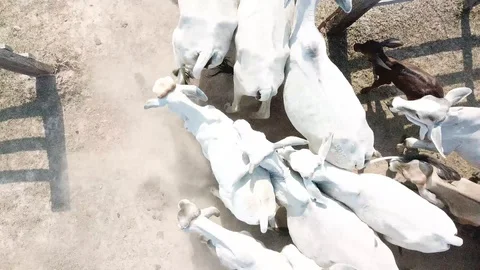 Cattle Running from a farm Stock Footage 88184554