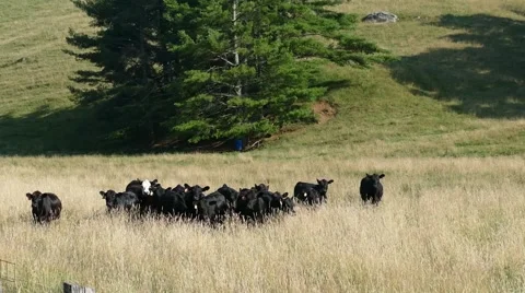 Cattle running in a field Stock Footage 52375990