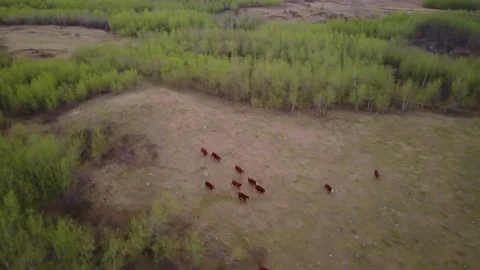 Cattle running in field Stock Footage 77714220