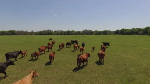 Cattle Running Stock Footage 219371418