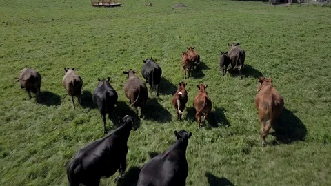 Cattle Running in Pasture Low Angle Shot Stock Footage 91235883