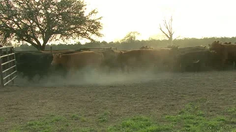 Cattle running into pen. 動画素材 12433762