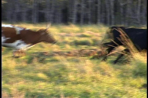 Cattle Running Through a Meadow Stock Footage 142495