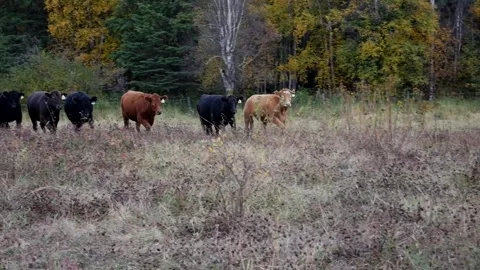 Cattle Running Towards Camera 스톡 동영상 153240490