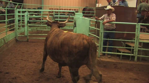 Cattle sale in progress 2 Stock Footage 31990951