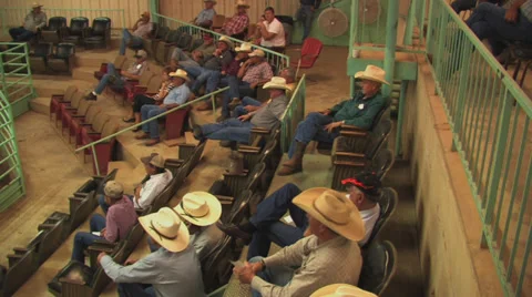 Cattle sale in progress 3 Video stock 31985234