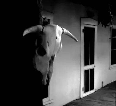 Cattle scull Stock Photos