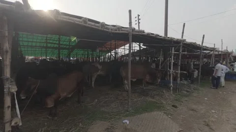 Cattle Sellers Waiting Inside Shed at Diyabari Eid Market Stock Footage 335373571