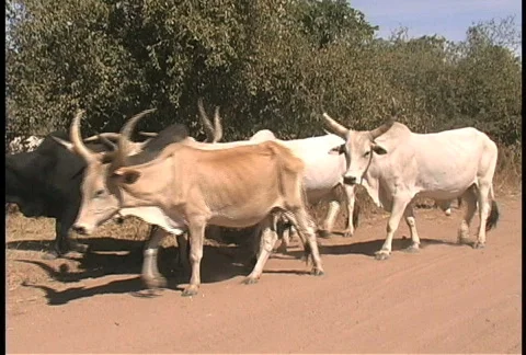 Cattle in Senegal Video stock 274108