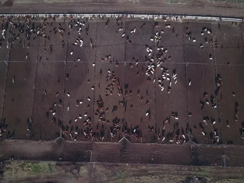 Cattle separation Vídeo Stock 81981559