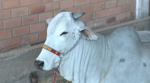 Cattle show 06 Video stock 56662989