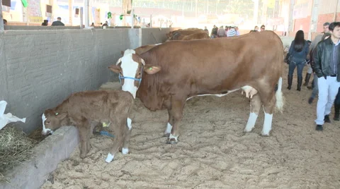 Cattle show 07 Video stock 56663546