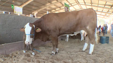 Cattle show 08 库存影片 56664064