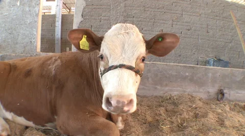 Cattle show 09 Video stock 56664717