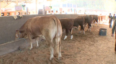 Cattle show 11 Video stock 56665583