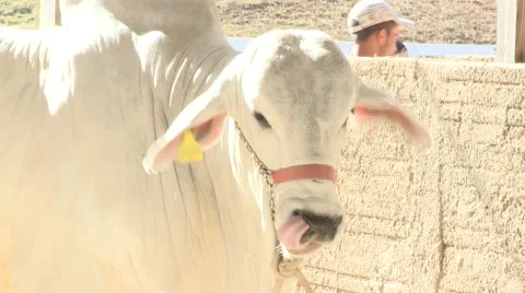 Cattle show 14 库存影片 56667419