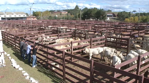 Cattle show 15 库存影片 56668264