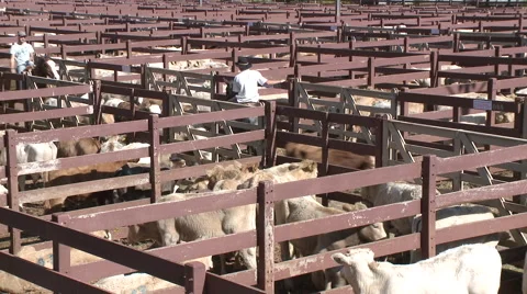 Cattle show 16 Video stock 56669142