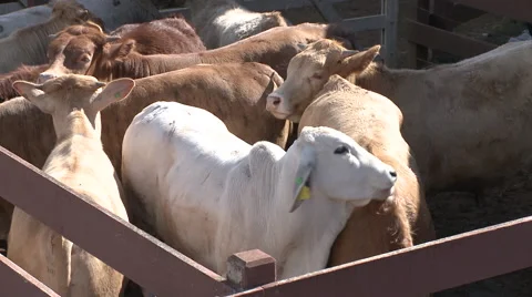 Cattle show 17 库存影片 56670025