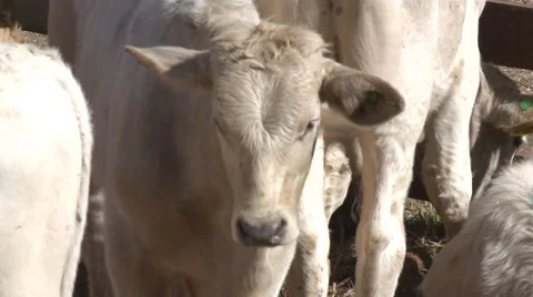 Cattle show 18 Video stock 56670767