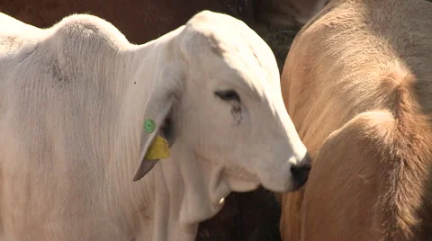 Cattle show 19 Video stock 56698529