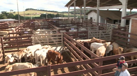 Cattle show 20 Video stock 56699398