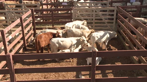 Cattle show 22 Video stock 56700701
