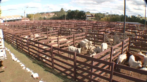 Cattle show 23 스톡 동영상 56701569