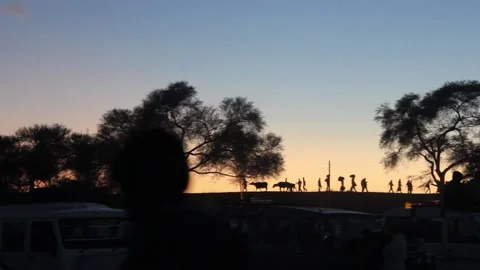 Cattle silhouette Stock Footage 208553929