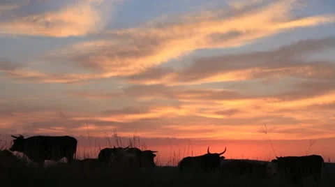 Cattle silhouetted at sunset Stock Footage 22132135