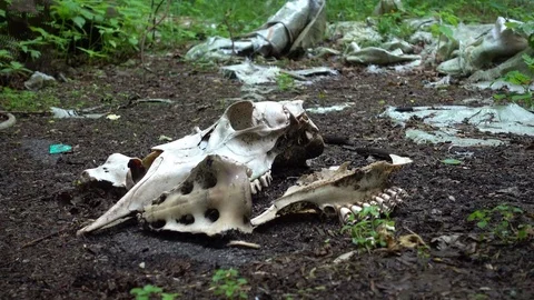 Cattle skull bones on the ground Stock Footage 78508649