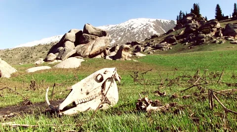 Cattle Skull In Mountain Valley Stock Footage 60635754