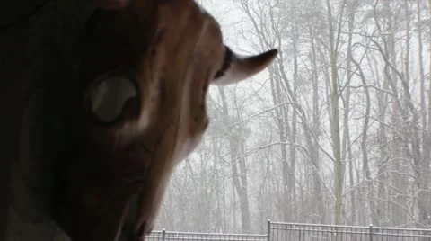 Cattle skull in snow storm Stock Footage 10812402