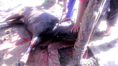 Cattle Slaughtered Stock Footage 31819064