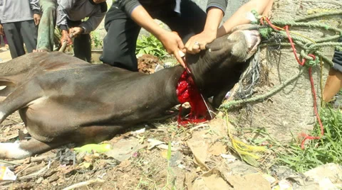 Cattle Slaughtering for Sacrifice Stock-Footage 32060939