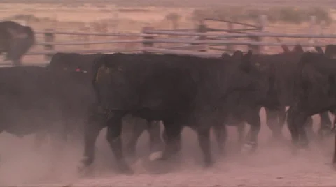 Cattle slowly get heeded in a corral in northern Nevada 스톡 동영상 56245600