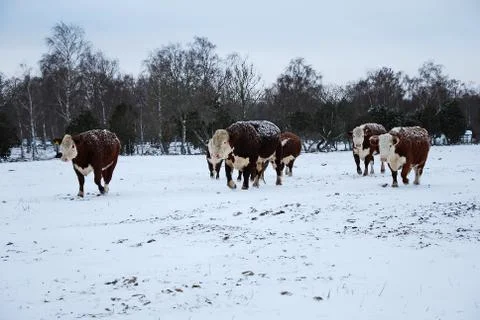 Cattle in snow Stock Photos