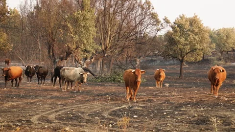 Cattle Spread Across Burnt Forest Landscape on Scorched Ground After Wildfire Stock Footage 315128689