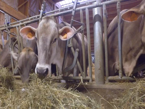 Cattle in the stable - Cows eat hay Stock Footage 75190926