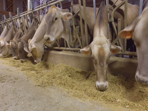Cattle in a stable - Cows eat hay Stock Footage 75191513