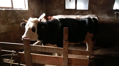 Cattle in the stable Stock-Footage 58862675