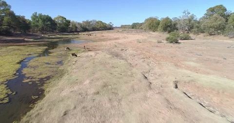 Cattle standing about in sandy river bed with algae lined stream drone shot Stock Footage 95914013